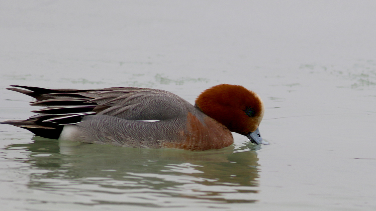 Eurasian Wigeon